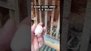 Download lagu AYAM ELBA PETELUR SUPER mp3
