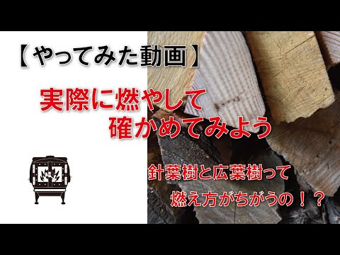 なぜ針葉樹は針を失うのですか？ 6 つの一般的な原因ですが、必ずしも致命的ではありません  庭園