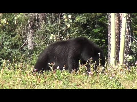 NJ Sussex County Bear Hunt Day Five