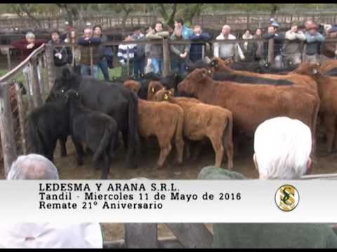 11/05/2016 - VENTA DE VIENTRES -  LEDESMA Y ARANA S.R.L.