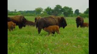 Manfred Mann's Plain Music - Plains Music (1991), Full Album