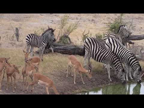 Djuma: Zebras and Impala herd - 06:217 - 09/21/18