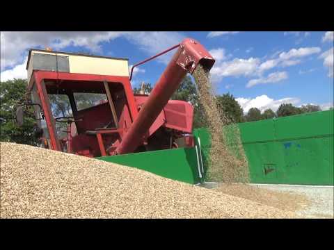 Żniwa żyto facelja  Mf86 c360 4x4