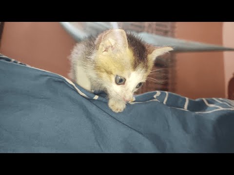 KITTEN MEOWING ASMR SOUND