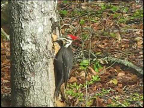 Pileated Woodpecker