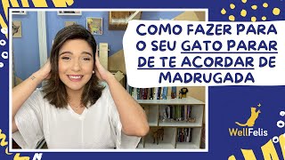 Como fazer para o seu gato parar de te acordar de madrugada