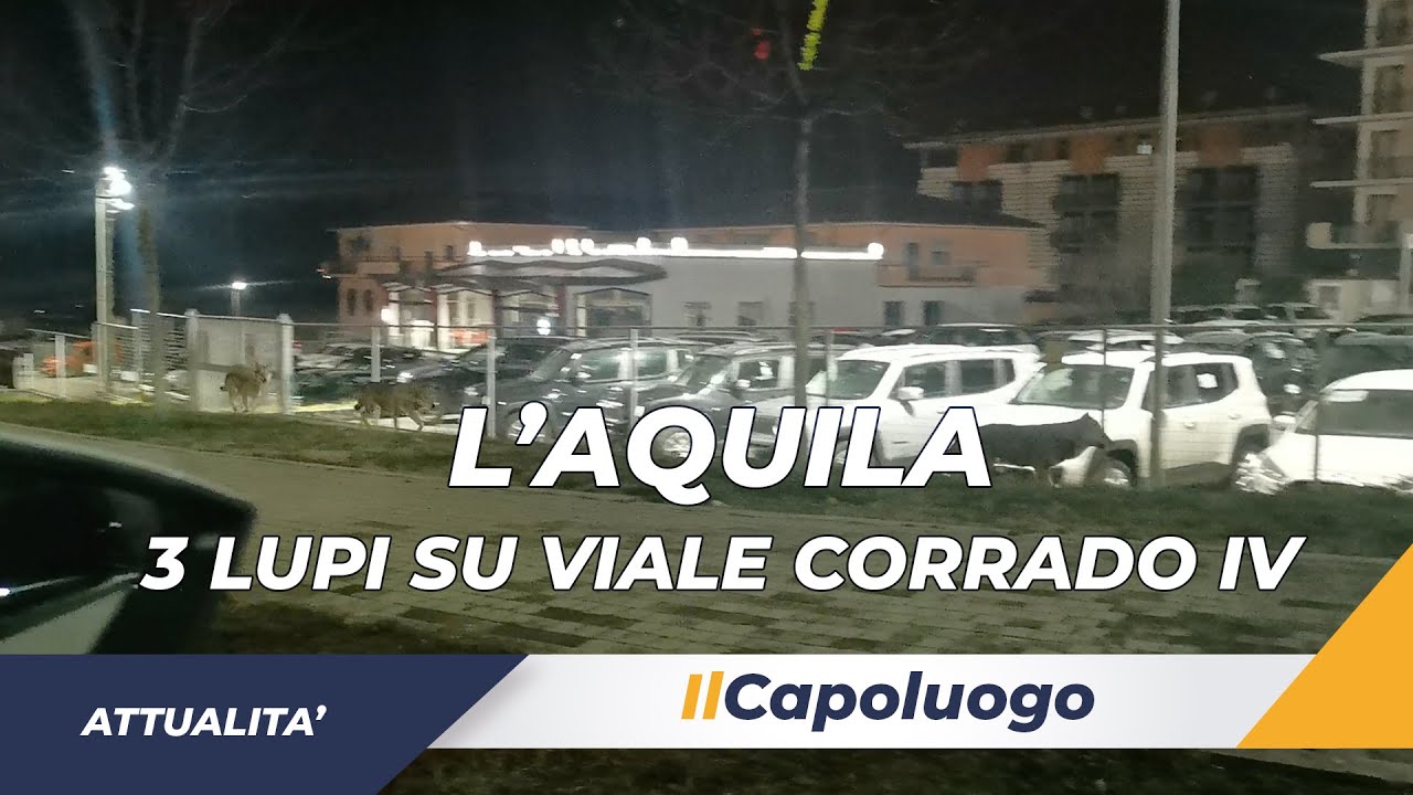 L’Aquila, avvistati 3 lupi su Viale Corrado IV