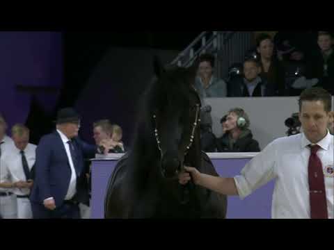 HK 2024   Event 8   Studbook Stallions approved from breeding season 2024   Spanish