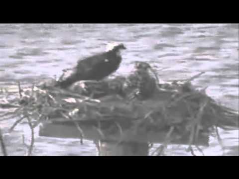 Ayers Osprey Sudden 4th of July Storm 2012