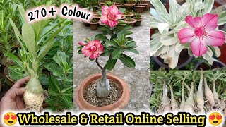 →Kolkata Best Adenium Plants Nursery 🤩|| Online Selling Plants 🤩 All India Delivery 🚚 Home Delivery🔥