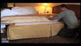 Cómo saber si tiene chinches de cama