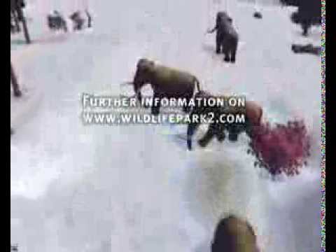 "Wildlife Park 2" - Ingametrailer