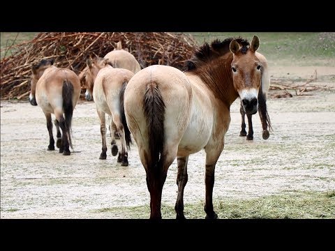 , title : 'Przewalski-Pferde - die letzte Wildpferdeart der Erde'