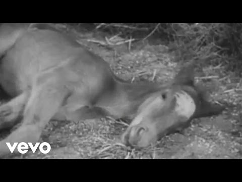 Quasi - Little White Horse