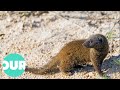 Mongoose The Story Of An Unlikely Predator Our World
