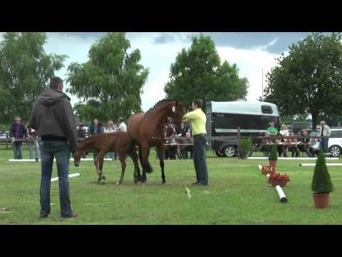 Sudweyher Fohlenschau 2014 - Kat.-Nr. 53