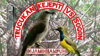 Download lagu Suara Pikat Trucukan Kejepit Vs Sogon Paling Ampuh mp3 Download lagu Suara Pikat Trucukan Kejepit Vs Sogon Paling Ampuh mp3