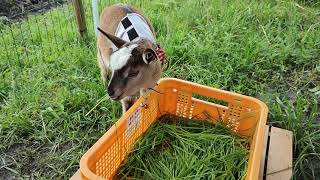 ごはんを食べるゴロ