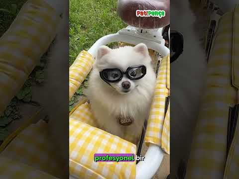 Bu Köpek Scooter’ın En Havalı Yolcusu! 🐶🏍️