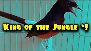 Download lagu Fast response!Lure your magpie robin to make it sing more often make your magpie robin sing everyday mp3