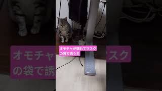 #ねこ#cat# #猫のいる暮らし