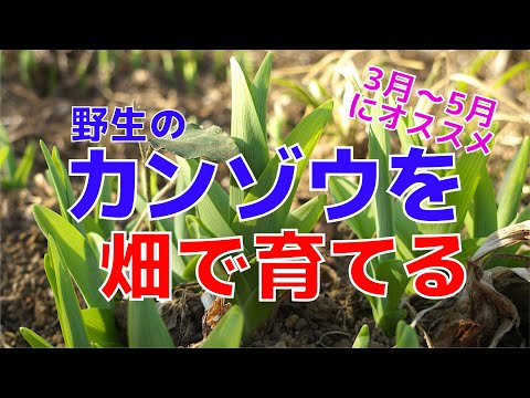園芸 カンゾウ バターカップ パレス、食用ニッコウキスゲ