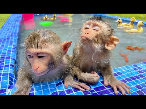 Monkeys Cute