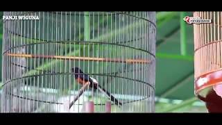 Download lagu SUARA BIRUNG -Murai Batu Kitaro Ngamuk Di Borobudur mp3