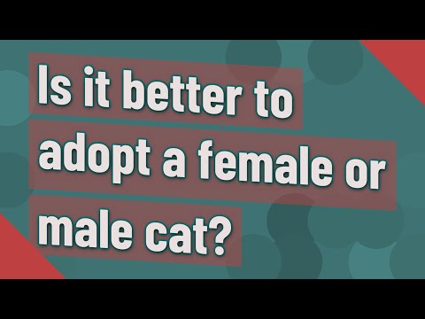 Is it better to adopt a female or male cat?