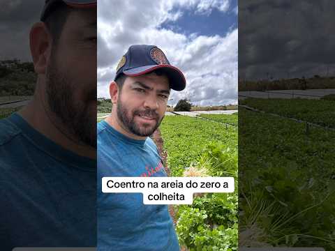 Coentro produzido no canteiro de tijolo e areia , no sertão de potiretama _Ce #hidroponia