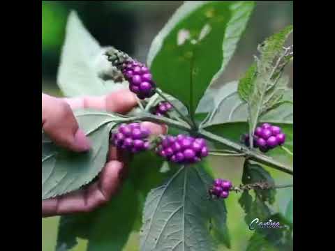 Río San Juan de #Nicaragua 💙