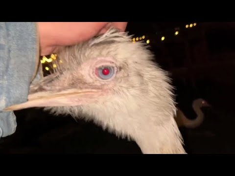 Kevin Can't Attack At Night