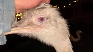 Download lagu Kevin Can't Attack At Night mp3 Download lagu Kevin Can't Attack At Night mp3