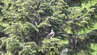 preview picture of video 'Alpine Osprey - 7/12/12 (Mt. Baker-Snoqualmie NF, Washington State)'