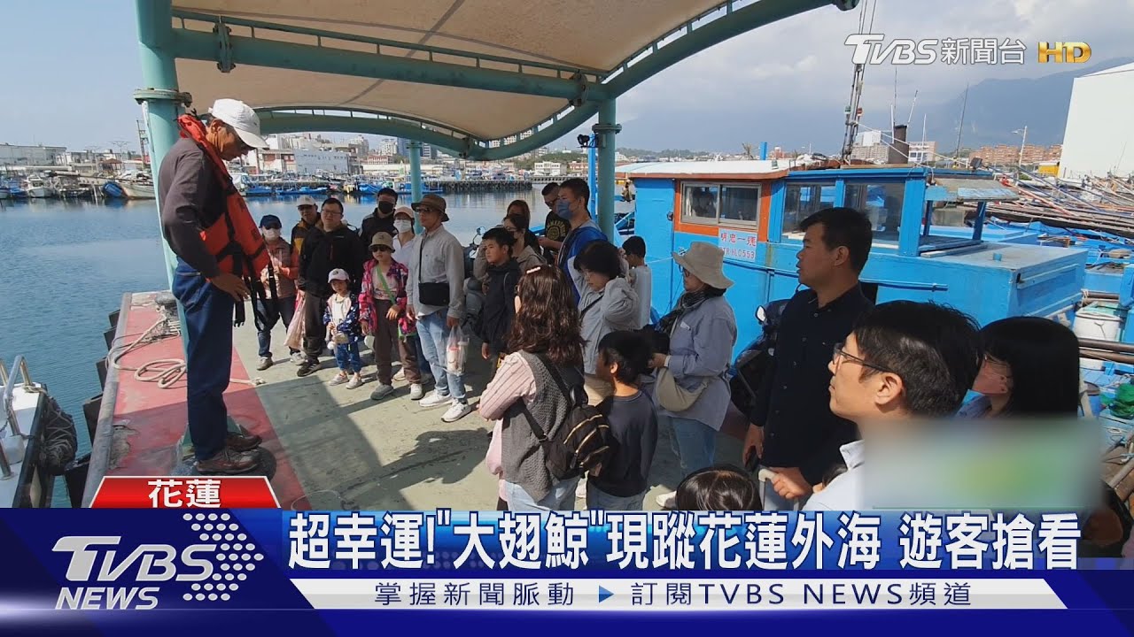 超幸運!「大翅鯨」現蹤花蓮外海 遊客搶看