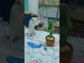Karate Cat Fun With Toy Funny Cute Pets Try Not To Laugh Pets Cats Karate Kungfu Shorts
