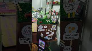Nitrogen cycle of Teaching aid 3d model