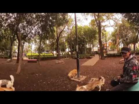 La maria Luisa parque de perros