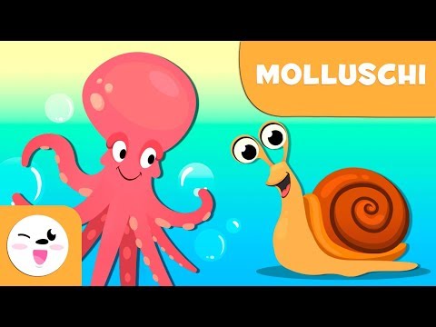 I molluschi per bambini - Animali invertebrati - Scienze naturali per bambini