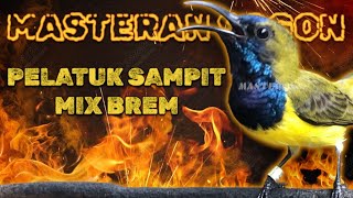 Download lagu Masteran Sogon Paling Sadis! Pelatuk Sampit Mix Brem Ciblek Bikin Ngleper! #sogongacor #sogon mp3 Download lagu Masteran Sogon Paling Sadis! Pelatuk Sampit Mix Brem Ciblek Bikin Ngleper! #sogongacor #sogon mp3