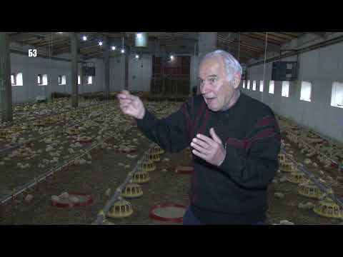 VRHUNSKI EFIKASAN TOV brojlera - osvetljenje  -  gas  - grejanje -  stimulacija