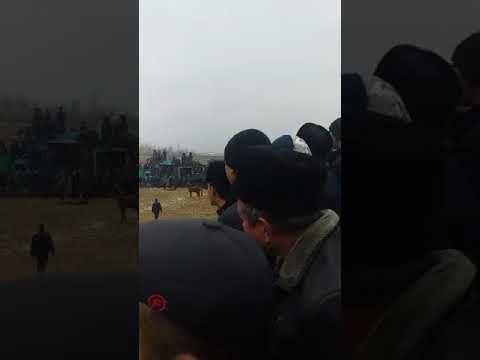 Urgut jarqishloq kupkari 12.02.2019