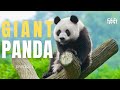 Giant Pandas Conservation Animal Planet In Hindi Wildlife Documentary