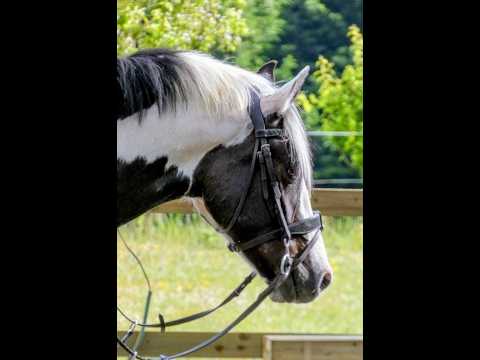 🌟 Stunning All-Rounder 🌟 - Image 2