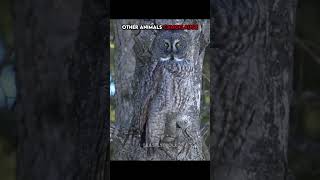 Crazy Animal Camouflage...