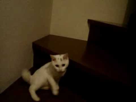 Mascot Monday - Volume 11