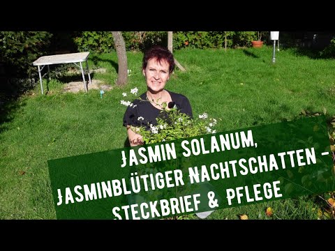 Jasmin solanum, Jasminblütiger Nachtschatten - Steckbrief & Pflege