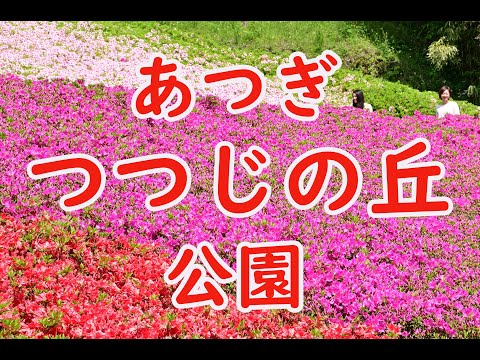 あつぎつつじの丘公園を散策しよう[神奈川県厚木市]