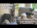Do Alaskan Klee Kai shed?
