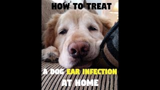 Natural Remedies for Ear Mites in Puppies | home remedy for ear mites